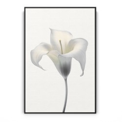 Quadro decorativo Copo de leite com pétalas brancas
