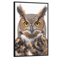 Quadro decorativo Segredos da Coruja Quadro decorativo Segredos da Coruja